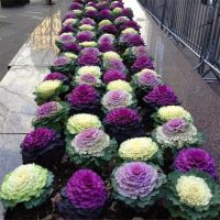 50 เมล็ดพันธุ์ กะหล่ำประดับ (Ornamental Cabbage) Cabbage flower seed มีคู่มือพร้อมปลูก อัตรางอก 80-85%