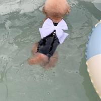 Thin Pet Suspender Teddy Big Bow Dress  Bichon Cool Summer Swimming Suit Yorkshire Cute Clothes Dog Products Dresses