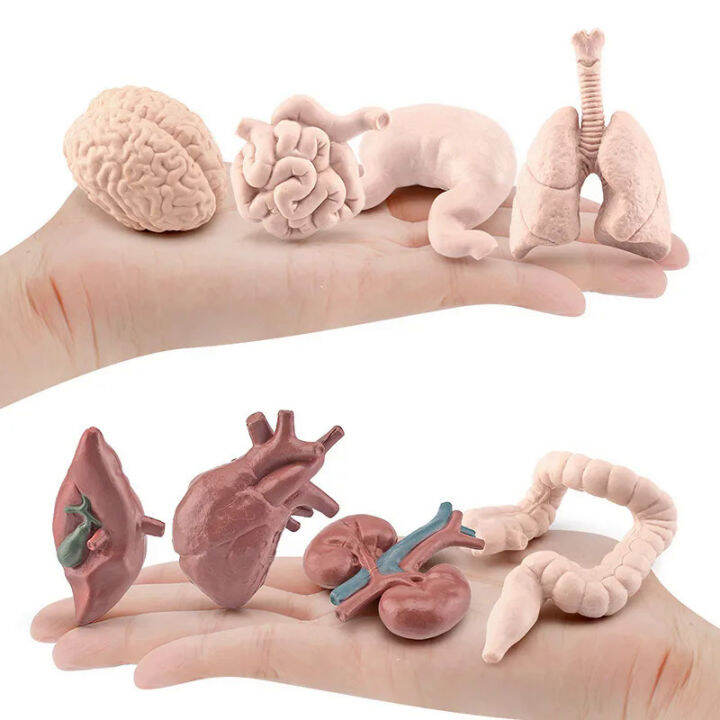 Human Torso Body Organ Miniature Anatomy Organs Model Education
