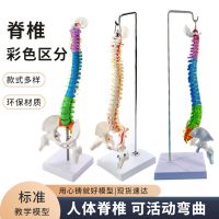 Human spine model 45 cm color spine with pathological femoral coccyx pelvic bone structure of lumbar massage