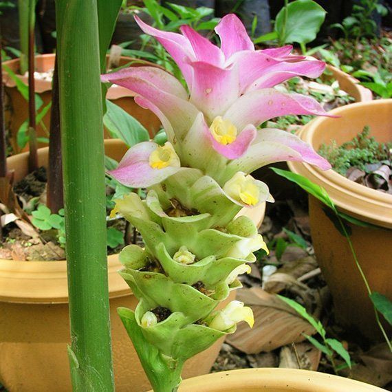 2-เหง้า-ว่านมหาเมฆ-curcuma-aeruginosa-สมุนไพรชั้นดีของไทย