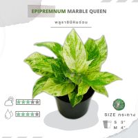 ??พลูราชินีหินอ่อน S-M " Epipremnum  aureum Marble Queen "??