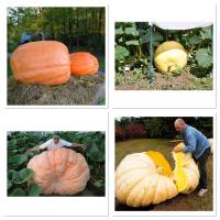 เมล็ดพันธุ์ ฟักทองยักษ์ (Atlantic Giant Pumpkin Seed) บรรจุ 6 เมล็ด เป็นพันธุ์ฟักทองที่ผลใหญ่ที่สุดในโลก