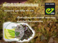 เรดโอ๊ค โอปาลิกซ์ (Red Oak Opalix) เมล็ดผักสลัด แบบเคลือบ