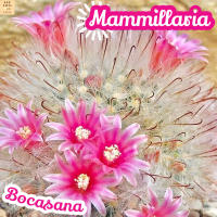 [แมม ขนแมว ฟอร์มกอ] Mammillaria Bocasana ส่งพร้อมกระถาง แคคตัส Cactus Succulent Haworthia Euphorbia ไม้หายาก พืชอวบน้ำ พืชทะเลทราย ไม้ทนแล้ง