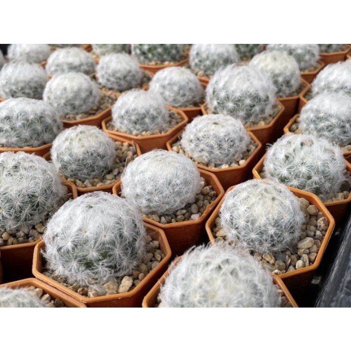 แมมขนนกเหลือง-แมมขนนกขาว-mammillaria-schiedeana-แมมขนนก-แมมขนนกไม้เมล็ด-ลุ้นสีดอก-แคคตัสราคาถูก