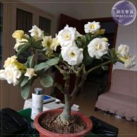 10 เมล็ด เมล็ดพันธุ์ Bonsai ชวนชม สายพันธุ์ไต้หวัน สีขาว Adenium Seed กุหลาบทะเลทราย Desert Rose ราชินีบอนไซ มีคู่มือปลูก นำเข้าจากไต้หวัน