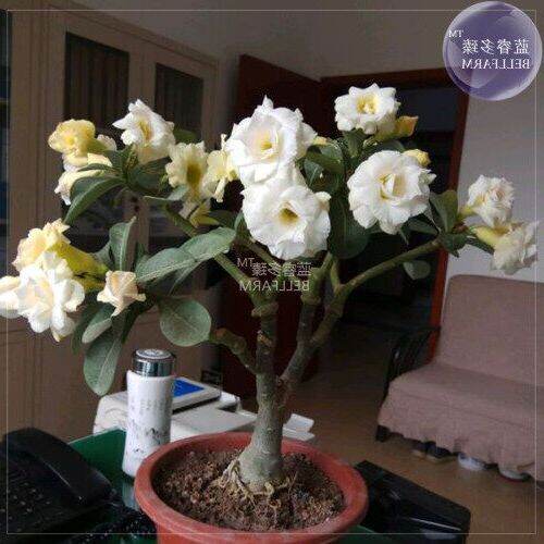 10-เมล็ด-เมล็ดพันธุ์-ชวนชม-สายพันธุ์ไต้หวัน-สีขาว-adenium-seed-กุหลาบทะเลทราย-desert-rose-ราชินีบอนไซ-มีคู่มือปลูก-นำเข้าจากไต้หวัน