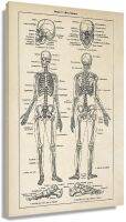 โปสเตอร์กายวิภาคศาสตร์โบราณส่วนหัวโปสเตอร์เพื่อการศึกษางานศิลปะสำหรับผนังพิมพ์ผ้าใบ Hd ที่ทันสมัยการตกแต่งคริสต์มาสห้องนอนการพิมพ์รูปภาพภาพวาดฝาผนัง