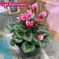 ( PRO+++ ) โปรแน่น..  Cyclamen (ดอกไซคลาเมน) กอใหญ่ ดอกไม้ที่เป็นสัญลักษณ์ของความสุข  ไม้ในร่มเจอแดดรำไร ต้น20*20cmส่งทั้งกระถาง 6 นิ้ว‼️ ราคาสุดคุ้ม พรรณ ไม้ น้ำ พรรณ ไม้ ทุก ชนิด พรรณ ไม้ น้ำ สวยงาม พรรณ ไม้ มงคล