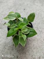 ต้นเปปเปอร์โรเมียใบด่าง Peperomia ต้นไม้มงคล กระถาง  3 นิ้ว 39  บาท