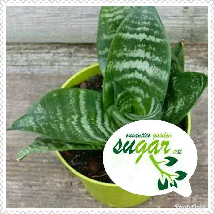 Sansevieria mini / sansevieria trifasciata hahnii | Lazada Indonesia