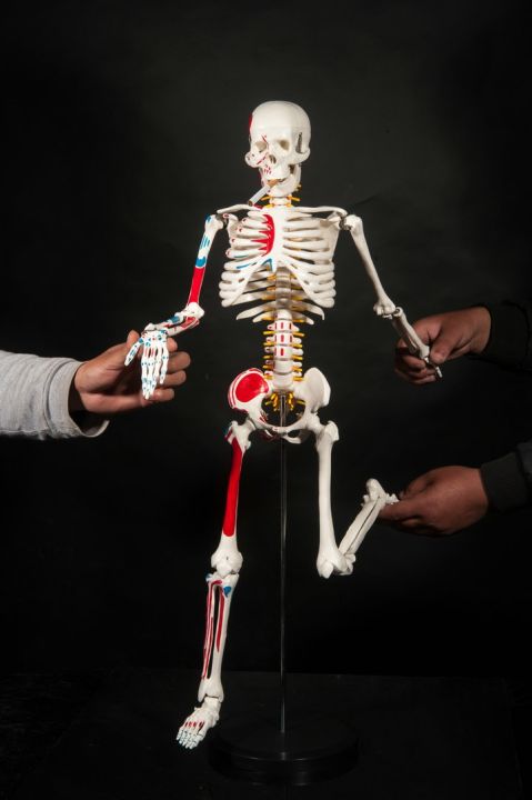 medical-human-body-skeleton-skeleton-skeleton-spinal-nerve-teaching-anatomy-specimens-model