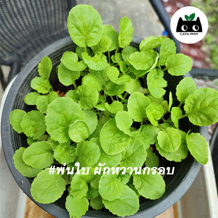 ฮอร์โมนไข่นมสด-catiofarm-ฮอร์โมน2in1-นมสดไข่-ปุ๋ยฮอร์โมน-บำรุงดิน-ระเบิดดอก-ผักหวานกรอบ-ดิน-ปุ๋ย-อุปกรณ์เพาะชำ-ขนาด-220cc