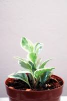 ต้นเปเปอร์หยกด่าง Peperomia obtusifolia