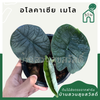 ต้นอโลคาเซีย เมโล Alocasia Melo