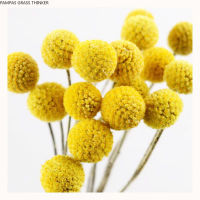 20pcs Free Shipping Yellow Billy Balls Dried Flowers For Wedding Bouquet Decor Christmas Wreath DIY No Vase