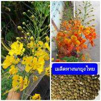 เมล็ดดอกไม้ เมล็ดหางนกยูงไทย เมล็ดชมพอ  2 สี.. สีส้ม สีเหลือง 30 เมล็ด (แยกสีให้ สีละ 15 เมล็ด)