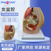 Spot parcel post Female Transverse Anatomy Model Reproductive System Pelvic Floor Muscle Female Pelvic Cavity Uterus Bladder Gynecological Urinary System