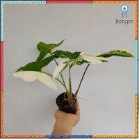 เงินไหนมาด่างขาว Syngonium Albo Variegated สินค้ามีจำนวนจำกัด