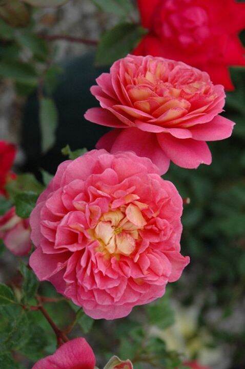 30-เมล็ด-เมล็ดพันธุ์-กุหลาบ-มอญ-สีชมพู-pink-damask-rose-seeds-ดอกใหญ่-ดอกหอม-นำเข้าจากต่างประเทศ-พร้อมคู่มือ-เมล็ดสด-ใหม่