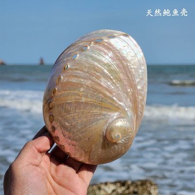 （READYSTOCK ）🚀 Natural Big Sea Conch Silver Color Shell New Zealand Fluorescent Abalone Shell Creative Ornament Shooting Ceremony Props Fish Tank YY