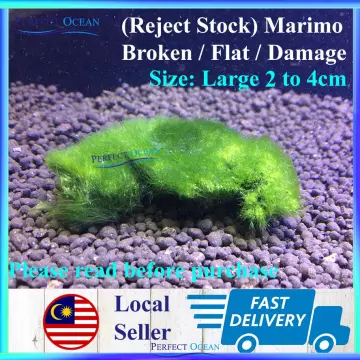 3-4cm Marimo Moss Balls Live Aquarium Plant Algae Fish Shrimp Tank Ornament  Simulation Green Algae Balls Artificial Plant