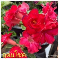 12 เมล็ด เมล็ดพันธุ์ ชวนชม สายพันธุ์ไต้หวัน ดอกสีแดง Adenium seed กุหลาบทะเลทราย Desert Rose ราชินีบอนไซ เปอร์เซ็นต์การงอก 80-90%