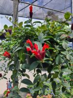 ต้นลิปสติก สีแดง Lipstick Vine (Aeschynanthus radicans jack.)ในกระถาง9นิ้ว ลิปสติก เป็นไม้ดอกอายุหลายปี ลำต้นทอดยาวสีแดงเลือดหมู สามารถทอดเลื้อยได้ 1.50 -2.0 เมตร ใบเป็นใบเดี่ยวรูปแกมหอก ใบแตกออกเป็นคู่ตรงกันตามกิ่ง เนื้อใบค่อนข้างหนาอวบ โคนใบสอบ