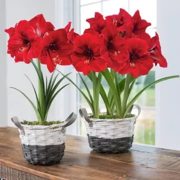 Củ Hoa Huệ Đỏ Giá Tốt T08/2023 | Mua Tại Lazada.Vn
