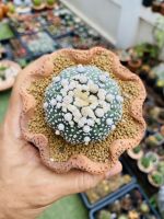 แอสโตรไฟตัม ฮานะโซโนะ/ สตาร์เชฟ / วีไทป์ / มิราเคิ้ล / Hanazono / Miracle /ISW Astrophytum Cactus กระบองเพชร แคคตัส