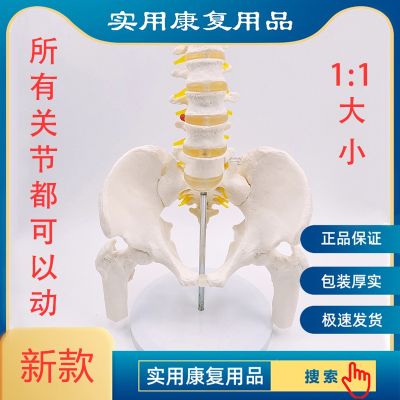 Dynamic mini female pelvic model lumbar small movable joint professional postpartum rehabilitation in the human pelvis bone