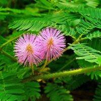 20 เมล็ดพันธุ์ เมล็ดมิโมซ่า เมล็ดไมยราบ Mimosa Seed อัตราการงอก 80-85%