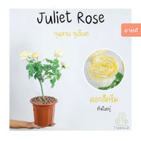 Treeno.9 T350 Juliet Rose​​ ดอกสีครีม ต้นใหญ่ ถุง  8 นิ้ว สูง 60-70 ซม. (กุหลาบ จูเลียต​) ไม้ดอกประดับ ดอกสวย ออกดอกตลอดทั้งปี (ต้นไม้)