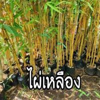 เมล็ดพันธุ์ประดู่ป่า 150 เมล็ด เมล็ดต้นประดู่ป่า เมล็ดประดู่ป่า ประดู่ป่า ต้นประดู่