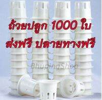 ถ้วยปลูกผักไฮโดรโปรนิกส์ สีขาว  จำนวน 1000ใบ | ถ้วยปลูกผักไฮโดรฯ  ถ้วยปลูกผักสลัด  หนาทนทาน ใช้ซ้ำได้ ส่งฟรี มีปลายทาง