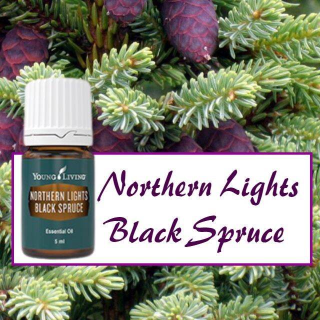 Northern Lights Black Spruce Essential Oil 5ml Lazada