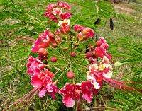 ขายถูก 120 เมล็ด เมล็ดหางนกยูงไทยสีชมพู Flower fence Peacock’s crest มีชื่อเรียกอย่างอื่นว่า ขวางยอย จำพอ ซำพอ ซมพอ ส้มผ่อ ส้มพอ นกยูงไทย พญาไม้ผุ