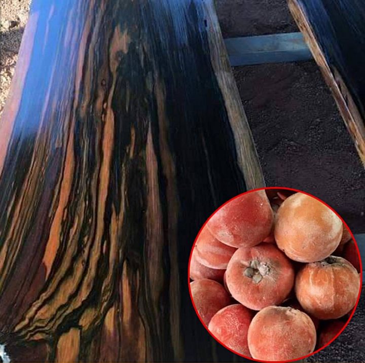 ขายส่ง-100-เมล็ด-เมล็ดมะพลับ-bo-tree-มีชื่ออื่นว่า-ตะโกสวน-พลับ-มะพลับใหญ่-ปลาบ-ต้นพิมพชาละ-ต้นไม้ประจำจังหวัดอ่างทอง-ไม้มงคล-สมุนไพรไทย