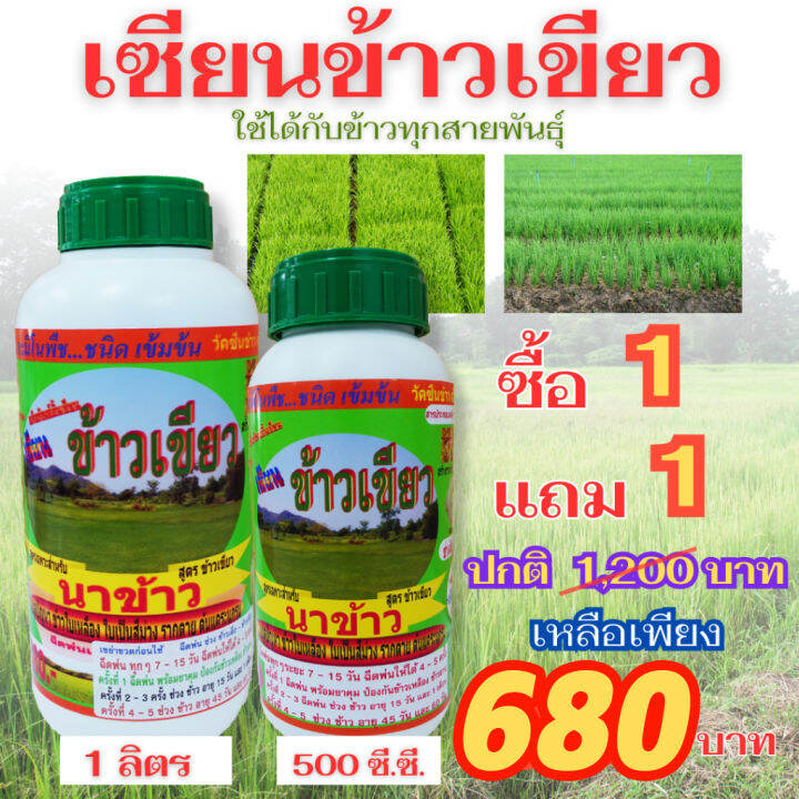 พร้อมส่ง-เซียนข้าวเขียว-1-ลิตรซื้อ1แถม1-ออกรวงดก-ฮอร์โมนข้าว-ปุ๋ยฉีดข้าว-ฮอร์โมน-อารหารเสริมพืช-ปุ๋ย-เร่งต้น-อะมิโน