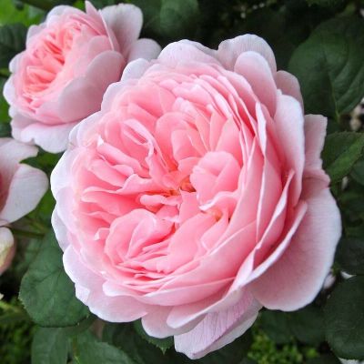 30 เมล็ด เมล็ดพันธุ์ Queen of Sweden สายพันธุ์อังกฤษ ดอกกุหลาบ นำเข้าจากอังกฤษ ดอกใหญ่ พร้อมคู่มือปลูก English Rose seed