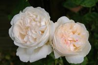 30 เมล็ด เมล็ดพันธุ์ Winchester Cathedral สายพันธุ์อังกฤษ ดอกกุหลาบ Flower Seeds นำเข้าจากอังกฤษ ดอกใหญ่  English Rose Seeds