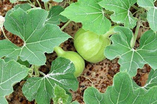 น้ำเต้าอ่อน-เมล็ดพันธุ์น้้ำเต้ามงคล-bottle-gourd-seeds-เมล็ดพันธุ์น้ำเต้า