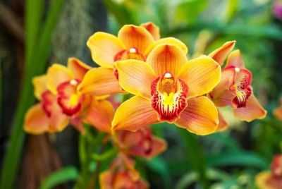 18 เมล็ดพันธุ์ เมล็ดกล้วยไม้ กล้วยไม้ ซิมบิเดียม (Cymbidium Orchids) Orchid flower seeds อัตราการงอกสูง 70-80%