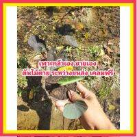 MAI colocasia kona coffee  กระถาง 4 นิ้ว ต้นไม้ตาย ระหว่างขนส่ง เคลมฟรี