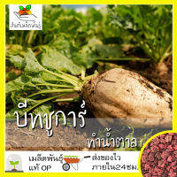 เมล็ดพันธุ์ บีทชูการ์ (ทำน้ำตาล) 200 เมล็ด Sugar Beet seed เมล็ดพันธุ์แท้ นำเข้าจากต่างประเทศ ปลูกง่าย โตไว พืชผัก