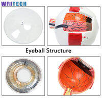 3D Human Eyeball Anatomy รุ่น Professional น้ำหนักเบาขยาย Eyeball รุ่นง่ายต่อการถอดไม่เป็นอันตราย