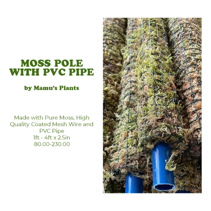 Moss Pole with PVC Pipe by Mamu's Plants Lazada PH