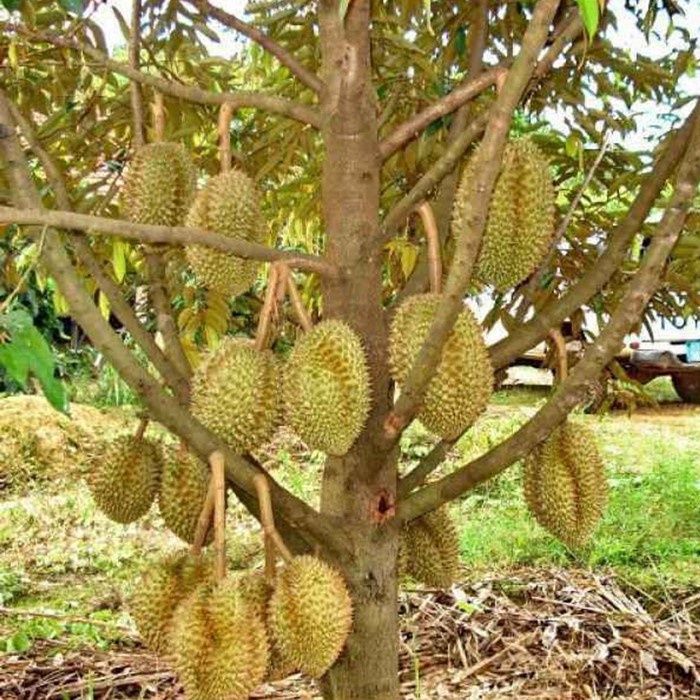 Victory Seed 1 Biji Durian Kering Lazada Indonesia