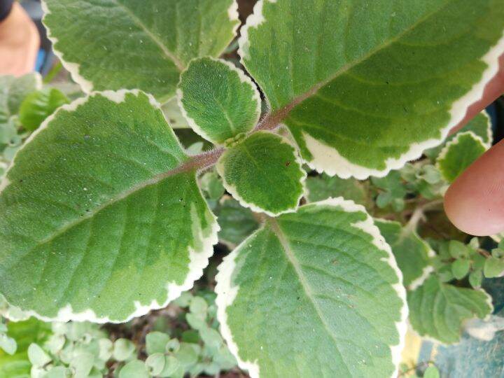 Variegated Oregano plants Lazada PH